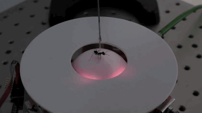 For Science, Ants Have to Run On This Never-Ending Treadmill From Hell