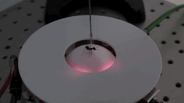 For Science, Ants Have to Run On This Never-Ending Treadmill From Hell