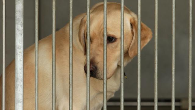 After Pressure, USDA Adds ‘A Tiny Fraction’ Of Animal Abuse Records Back To Website