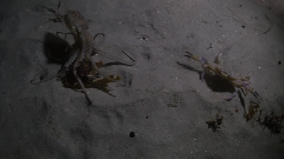 Life Comes At This Fighting Crab And Octopus Fast