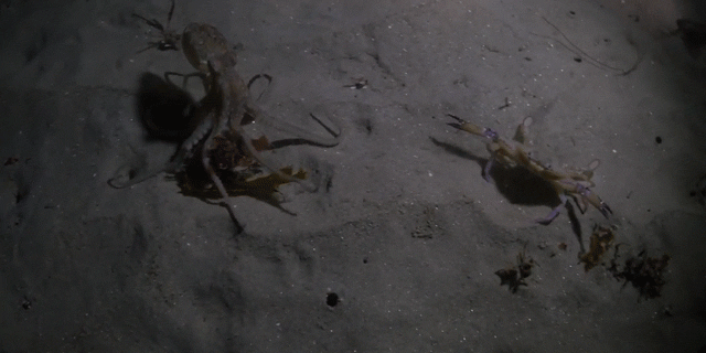 Life Comes At This Fighting Crab And Octopus Fast