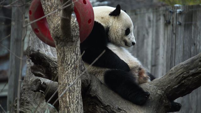 The International Mission To Get Bao Bao The Panda Laid