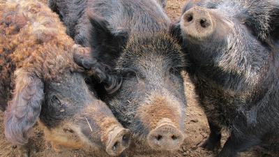 Texas Turns To Chemical Warfare To Bring ‘Feral Hog Apocalypse’