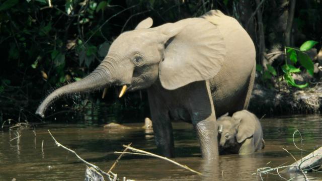 Africa’s Elusive Forest Elephants Are Being Poached At A Staggering Rate