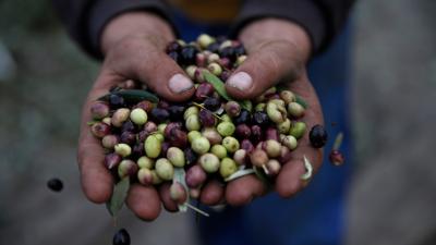 You Don’t Need To Freak Out About The Olive Oil Apocalypse