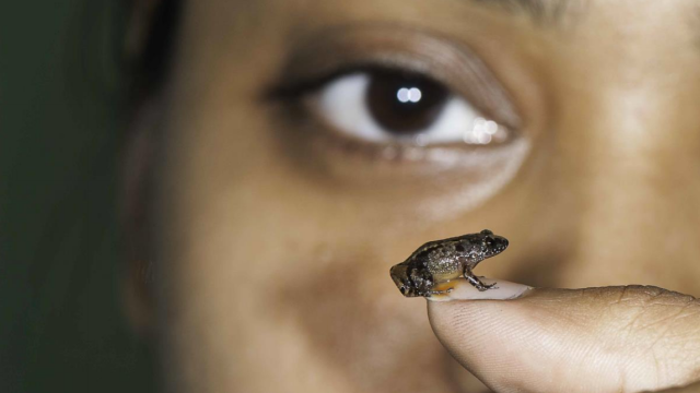 These Newly Discovered Frogs Are Adorable And Already In Peril