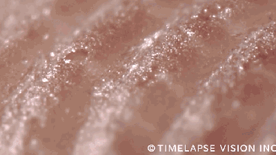 Timelapse Footage Of Sweating Fingerprints Ready To Smear Your Smartphone