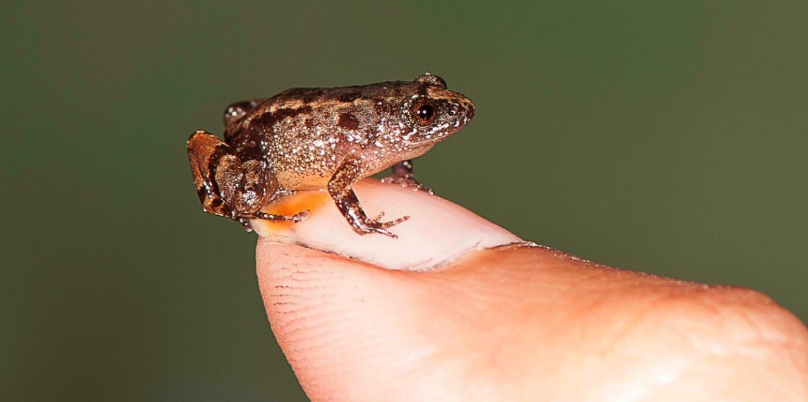 These Newly Discovered Frogs Are Adorable And Already In Peril