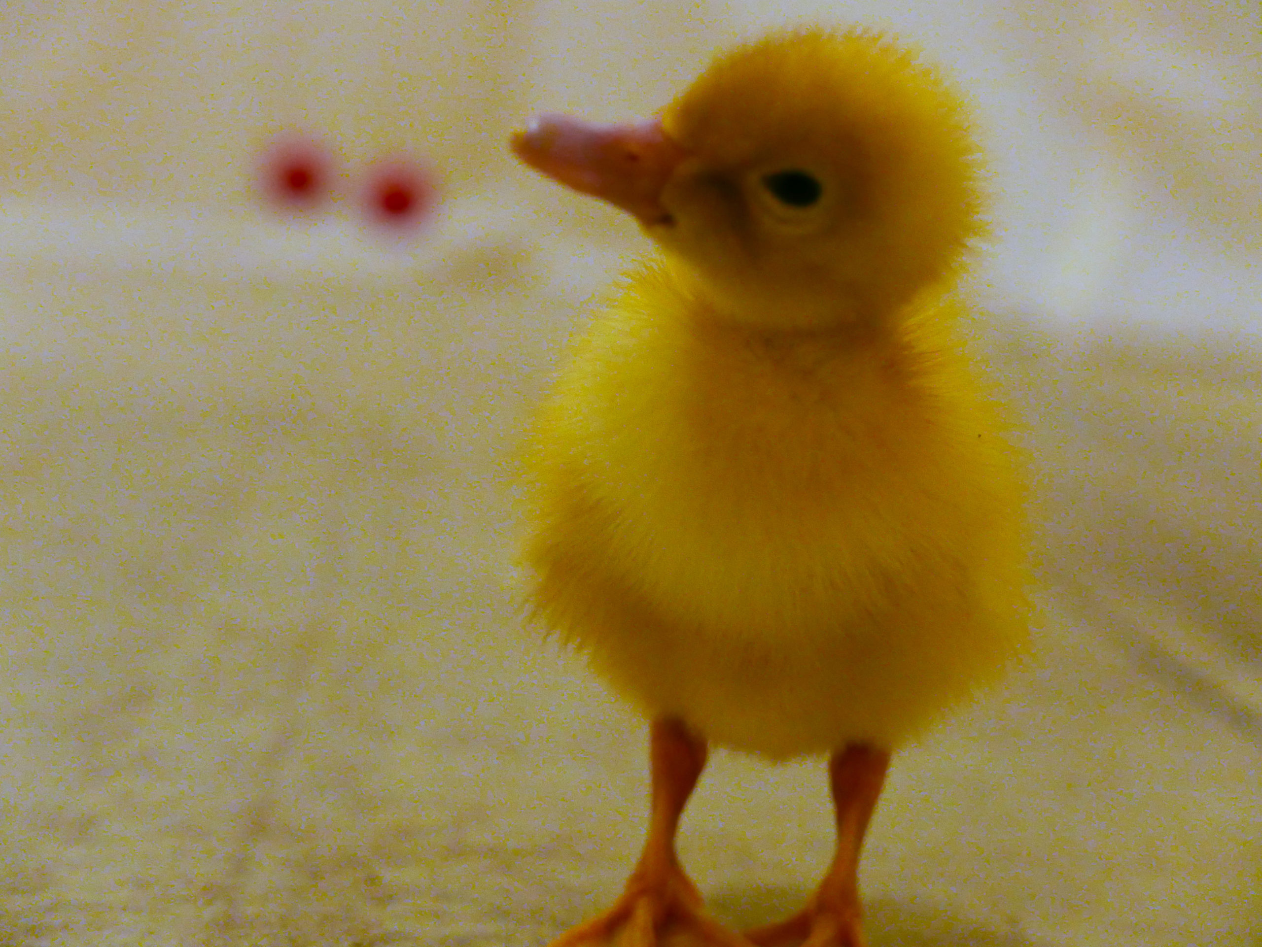 This Duckling Debate Shows How Science Really Gets Done