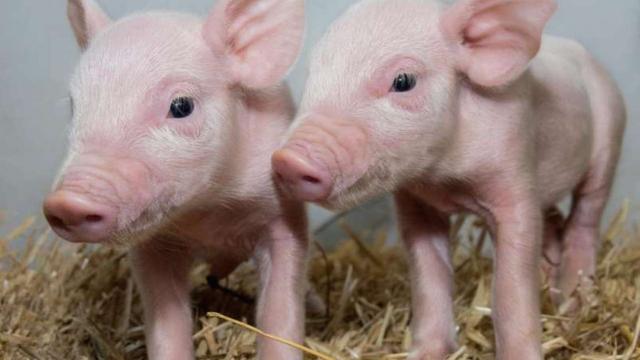 These Genetically Engineered Super Pigs Could Protect Your Bacon From Viral Disease 