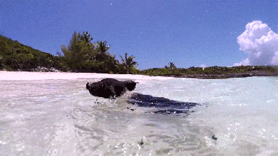 Tourists Kill Bahamas’ Swimming Pigs Because We Can’t Have Anything Nice