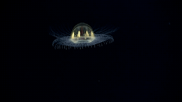 This Deep-Sea Jellyfish Is Beyond Belief