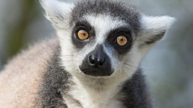 The World Will Lose Madagascar’s Lemurs Without Action