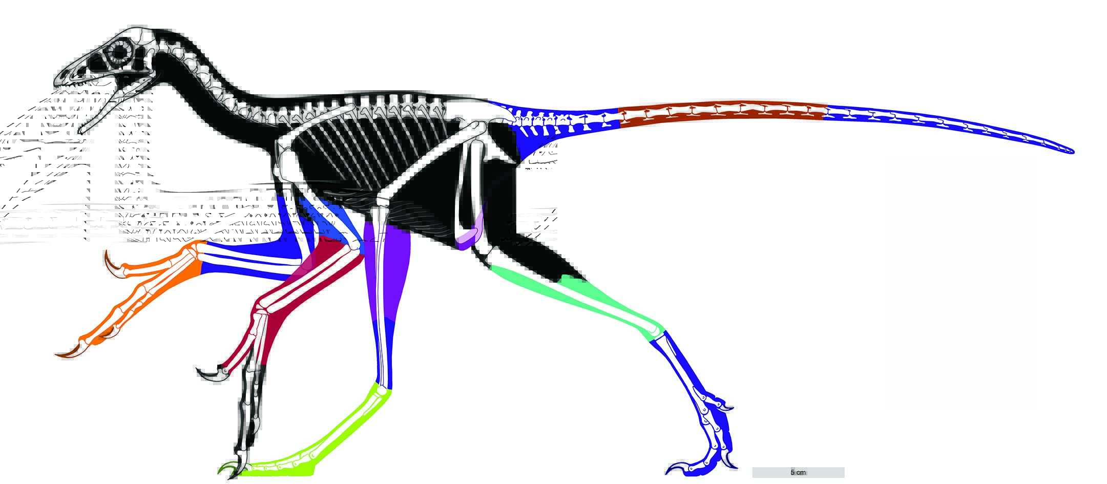 This Laser Reconstruction Of A Four-Winged Dinosaur Is Incredible