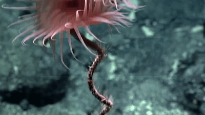 Here Are Most Incredible Life Forms NOAA Found On Its Latest Deep Sea Dive