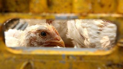 Don’t Freak Out About The New Bird Flu Outbreak (Yet)