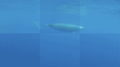 This Is Our First Footage Of One Of The Most Elusive Whales On Earth