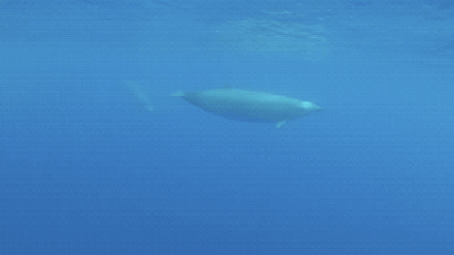 This Is Our First Footage Of One Of The Most Elusive Whales On Earth