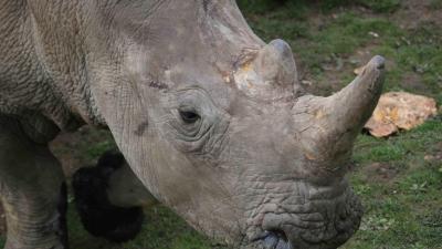 Poachers Killing A Rhino In A Zoo Is Some Pretty Dark Stuff