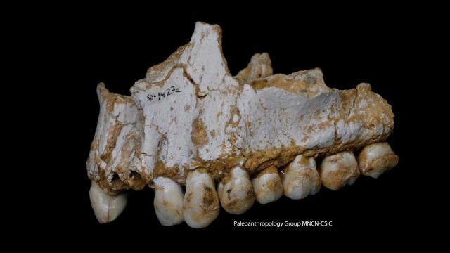 Ancient Tooth Plaque Divulges Neanderthal’s Surprisingly Diverse Diets