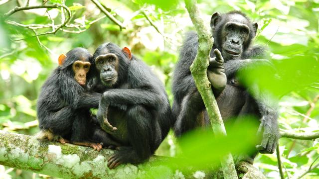An Edible Vaccine For Wild Apes Could Revolutionise The Way We Fight Ebola