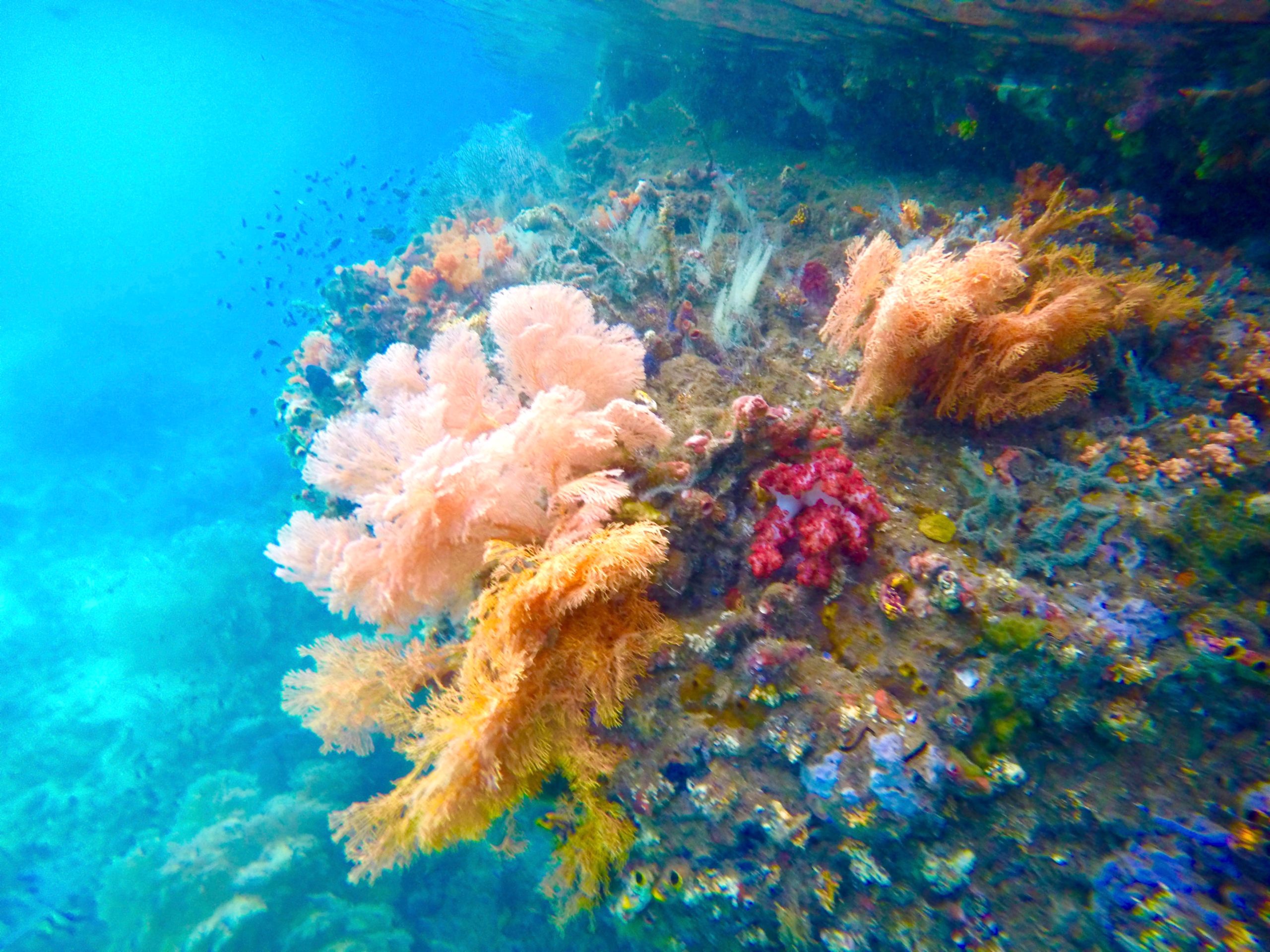 Cruise Ship Smashes Into One Of The World’s Most Beautiful Coral Reefs