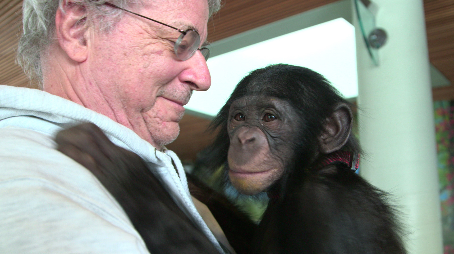 Should A Chimpanzee Be Considered A Person?
