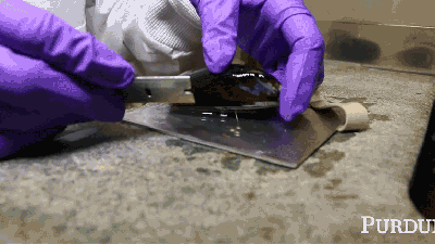 Scientists Made The Perfect Underwater Glue By Stealing An Idea From Shellfish