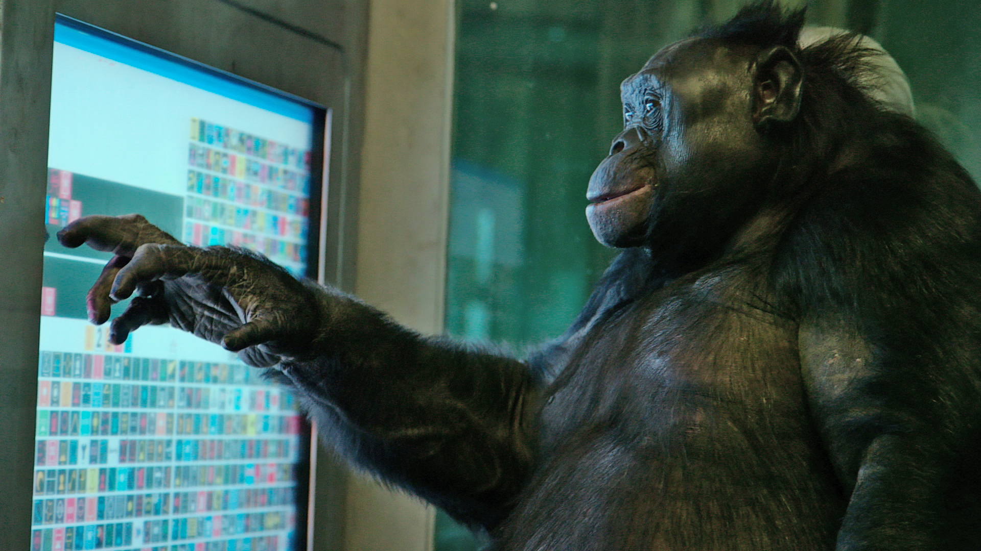 Should A Chimpanzee Be Considered A Person?