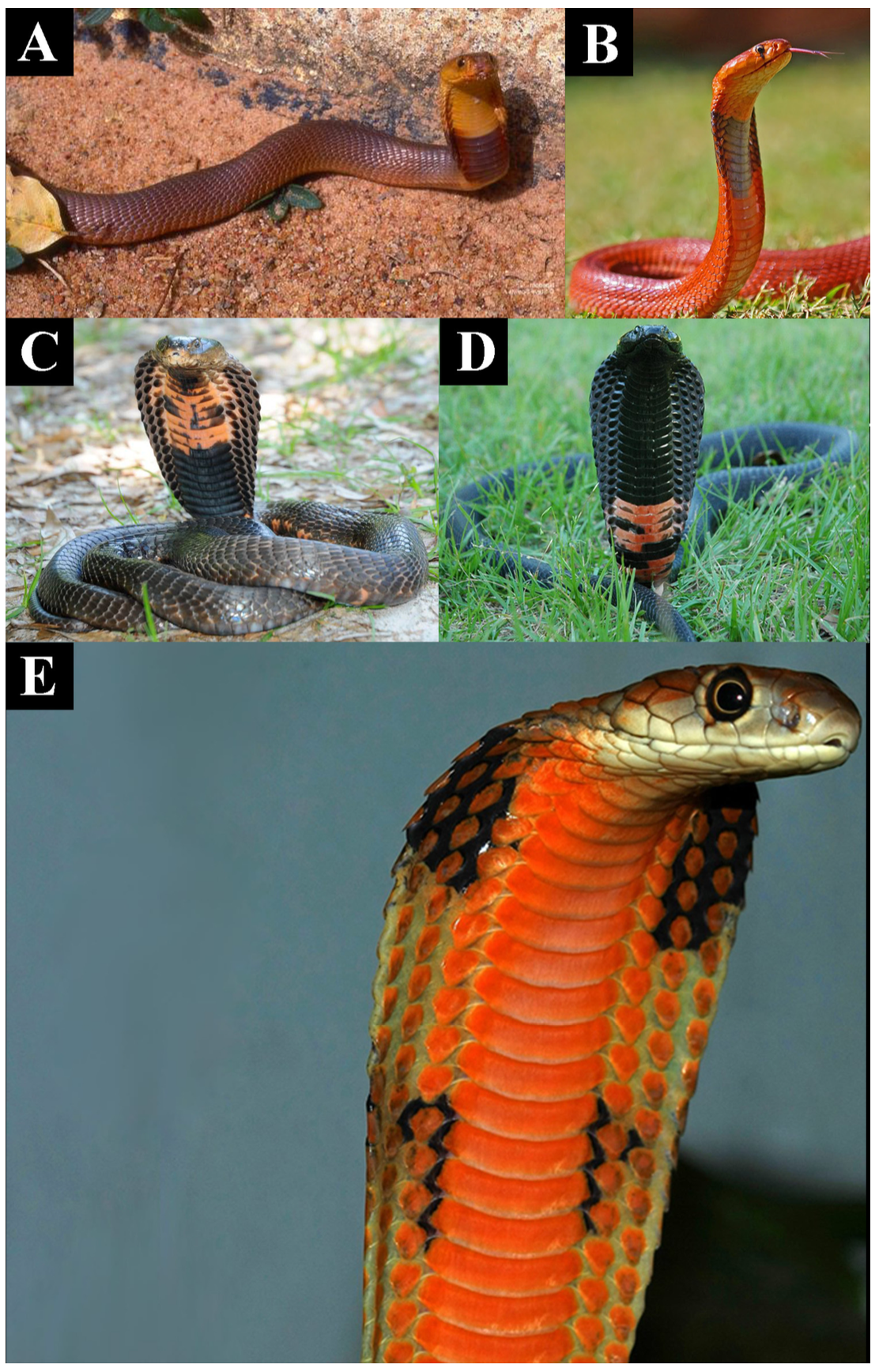 The Deadliest Cobras Also Look The Most Terrifying