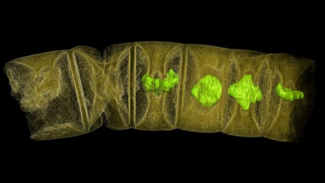 Complex Life May Have Emerged On Earth Much Earlier Than We Thought