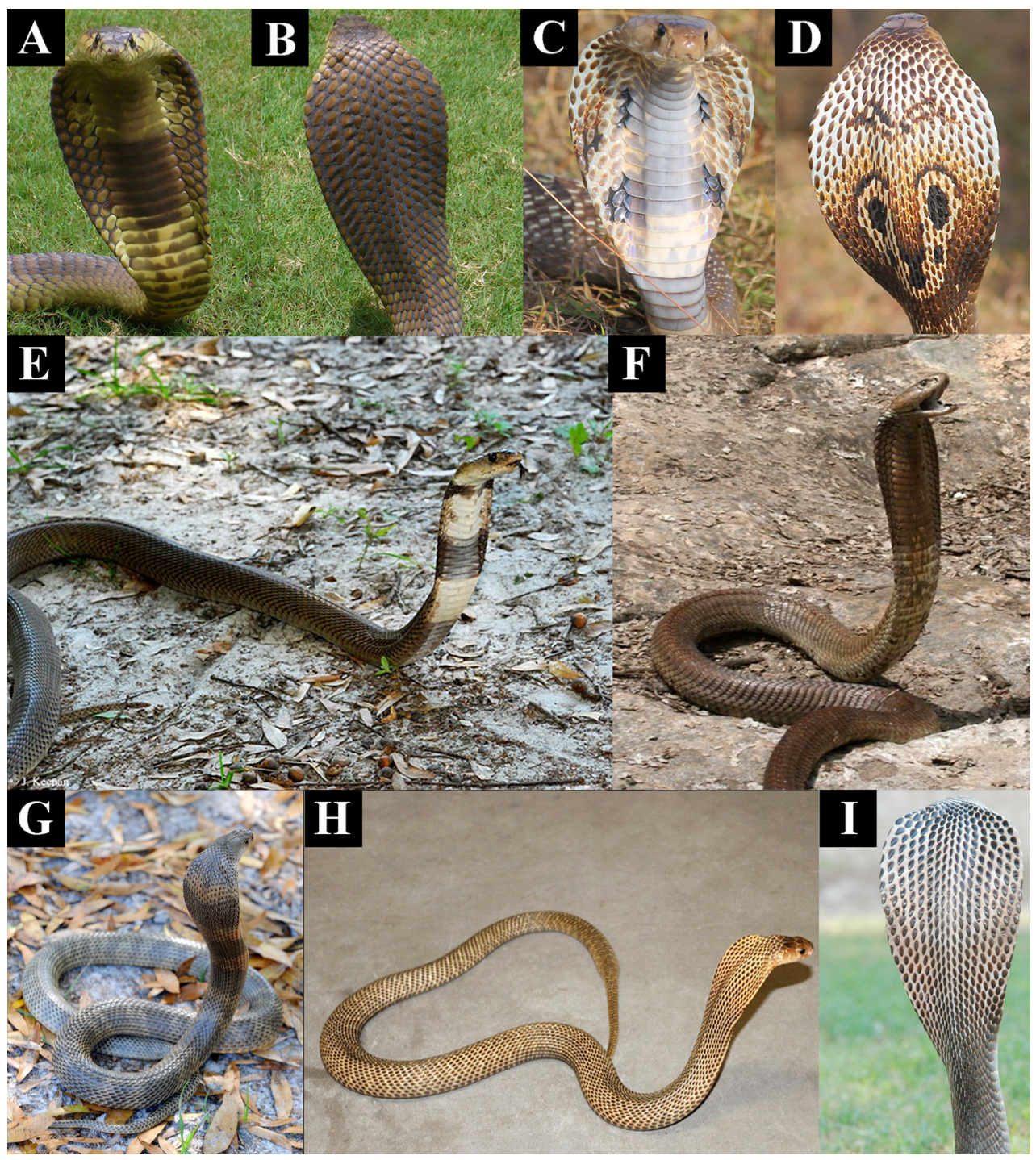 The Deadliest Cobras Also Look The Most Terrifying
