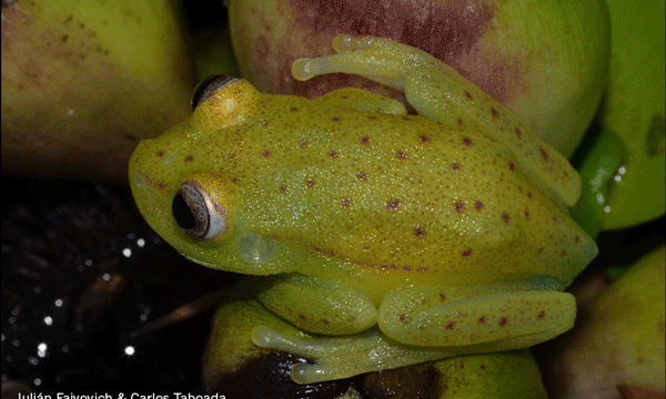The First Fluorescent Frog Ever Discovered Is Ridiculously Cute
