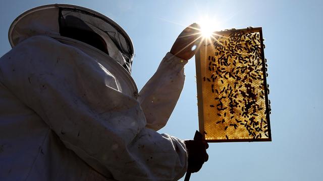 Beehive Thefts Explode In New Zealand Because The Bees Can’t Catch A Break