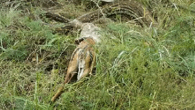 Snake Tries To Eat A Whole Antelope, Things Go Horribly Wrong
