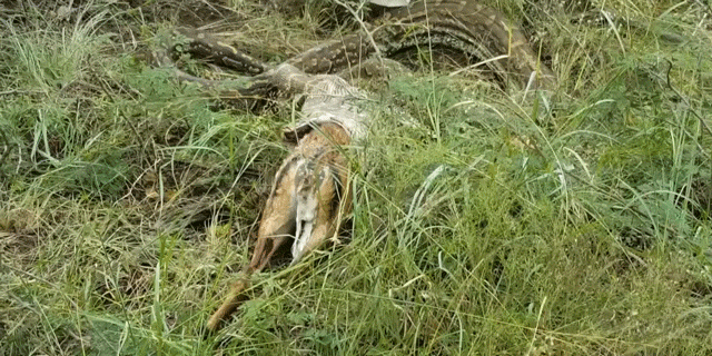 Snake Tries To Eat A Whole Antelope, Things Go Horribly Wrong