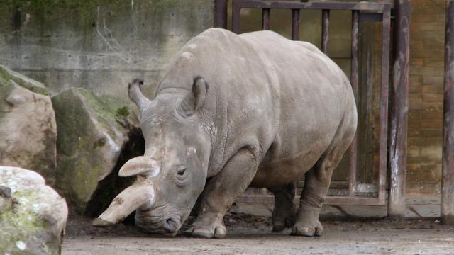 Zoos Are So Afraid Of Poachers They’re Starting To Cut The Horns Off Their Rhinos