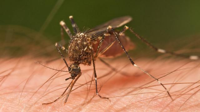 Malaria Mosquitos Have A Second ‘Nose’ Just For Smelling Humans