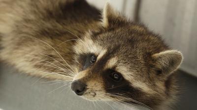 Zoo Sues Producers For ‘Traumatising’ Raccoon With An ‘Erotic Video’ Shoot