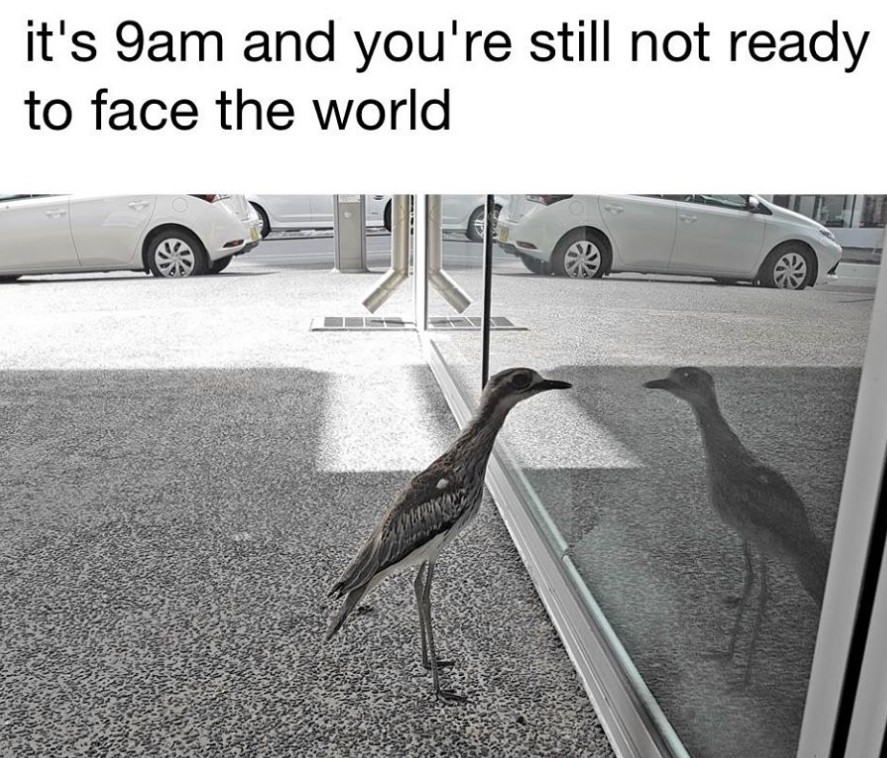 Why Scientists Think This Silly Australian Bird Can’t Stop Looking At Its Reflection