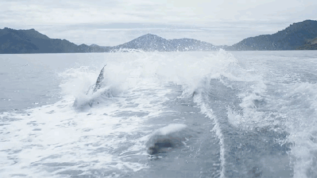 Dreamy Slo-Mo Footage Of Dolphins Chasing A Boat Will Make Your Morning More Manageable