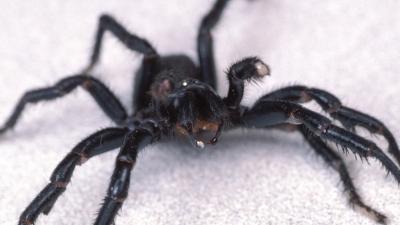 Australian Scientists Inject Spider Venom Into The Brain To Protect It From Strokes