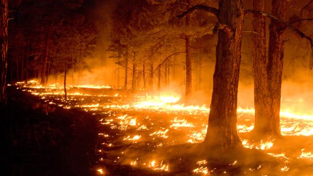 Bushfires Have Already Toasted A Staggering Amount Of Land In The US This Year