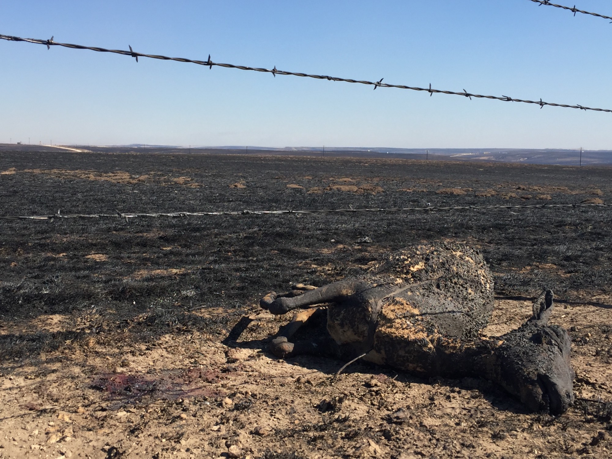 Inside The US Midwest Bushfires That Burned Cattle Alive