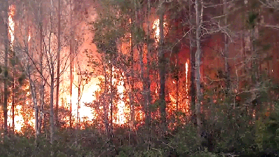 Florida Man Accidentally Destroys At Least 10 Homes While Burning Books