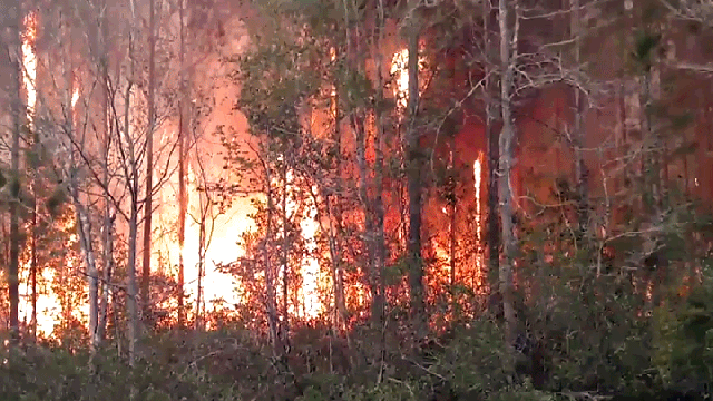 Florida Man Accidentally Destroys At Least 10 Homes While Burning Books