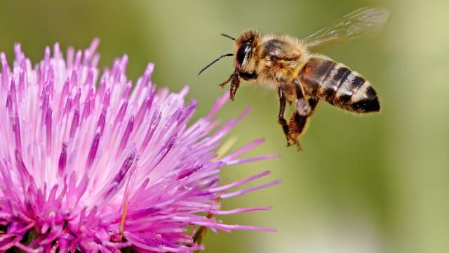 Yet Another Reason Bees Are Screwed: Your Damn Almonds