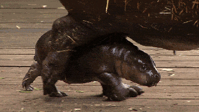 This Baby Pygmy Hippo Is The Cutest Thing On Planet Earth (No Arguing Please)