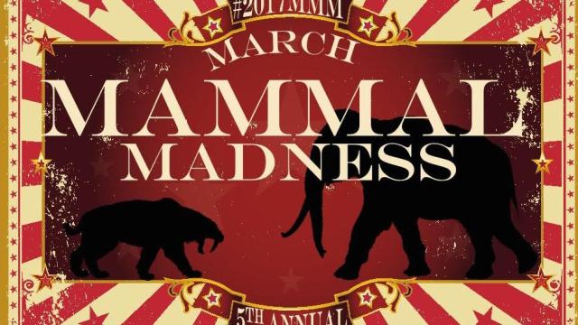 Mammals ‘Battle’ For Greatness In March Madness For Science Nerds