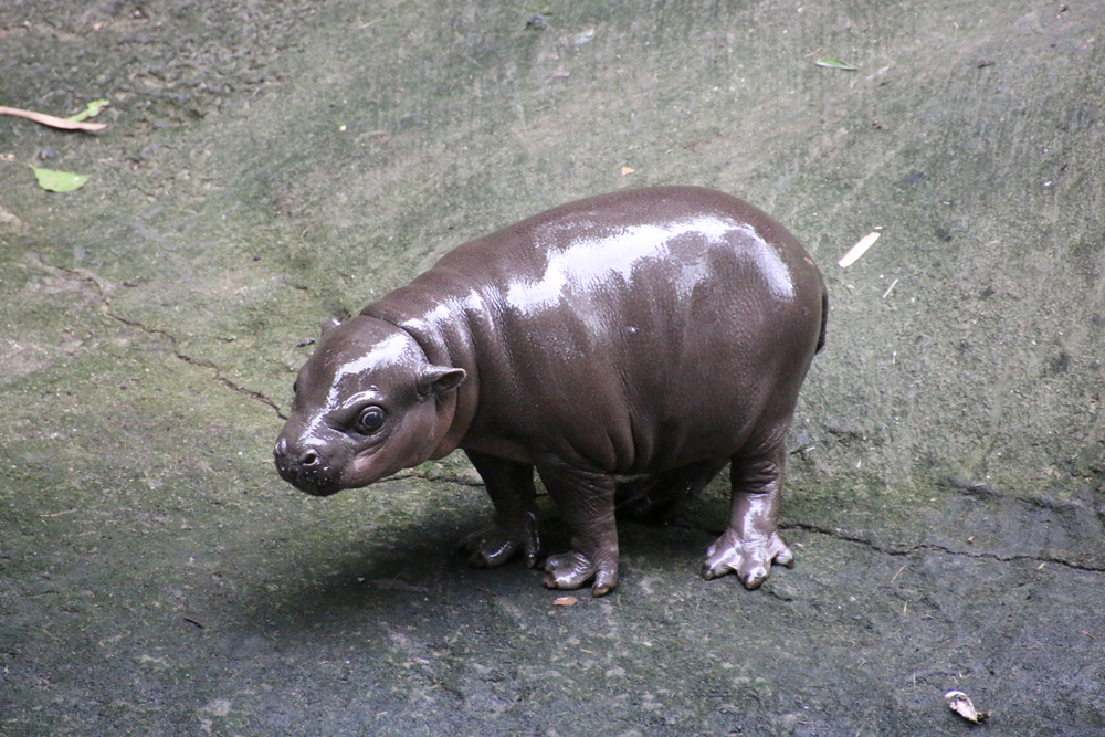 This Baby Pygmy Hippo Is The Cutest Thing On Planet Earth (No Arguing Please)
